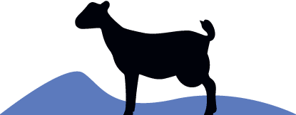 Goat cheese illustration