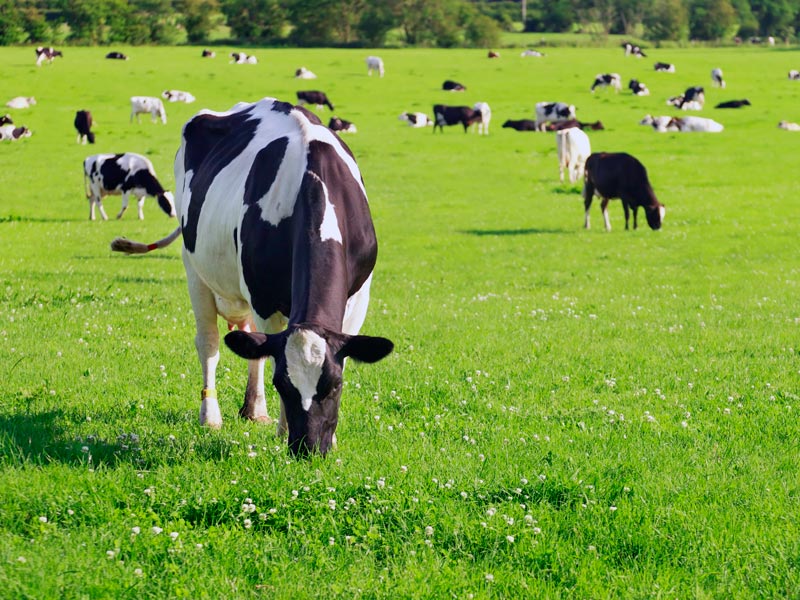 Tasmania's Westhaven - Natural Tasmanian Dairy